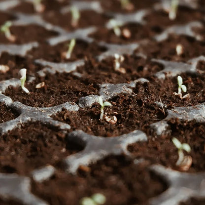 Premium Organic Coconut Coir Bricks for Plants(Collected from Pacific island countries)🥥